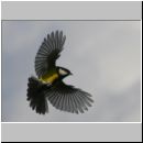 Parus major - Kohlmeise 03.jpg